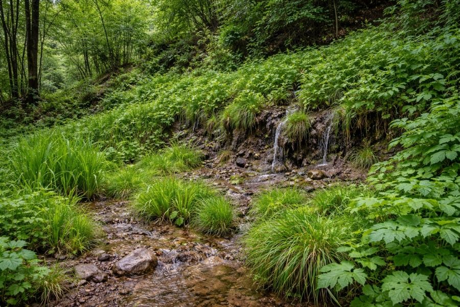 Signs Your Property Has Groundwater in South Africa 3 Persistent wet seep band on a slope with lush vegetation showing possible shallow groundwater movement